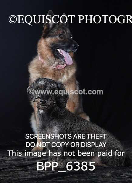 BPP_6385 - CARLA DOGS