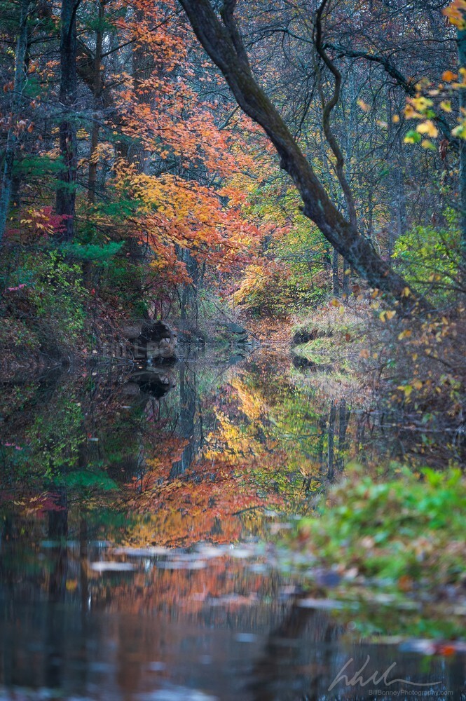 DSC_2213 - Autumn