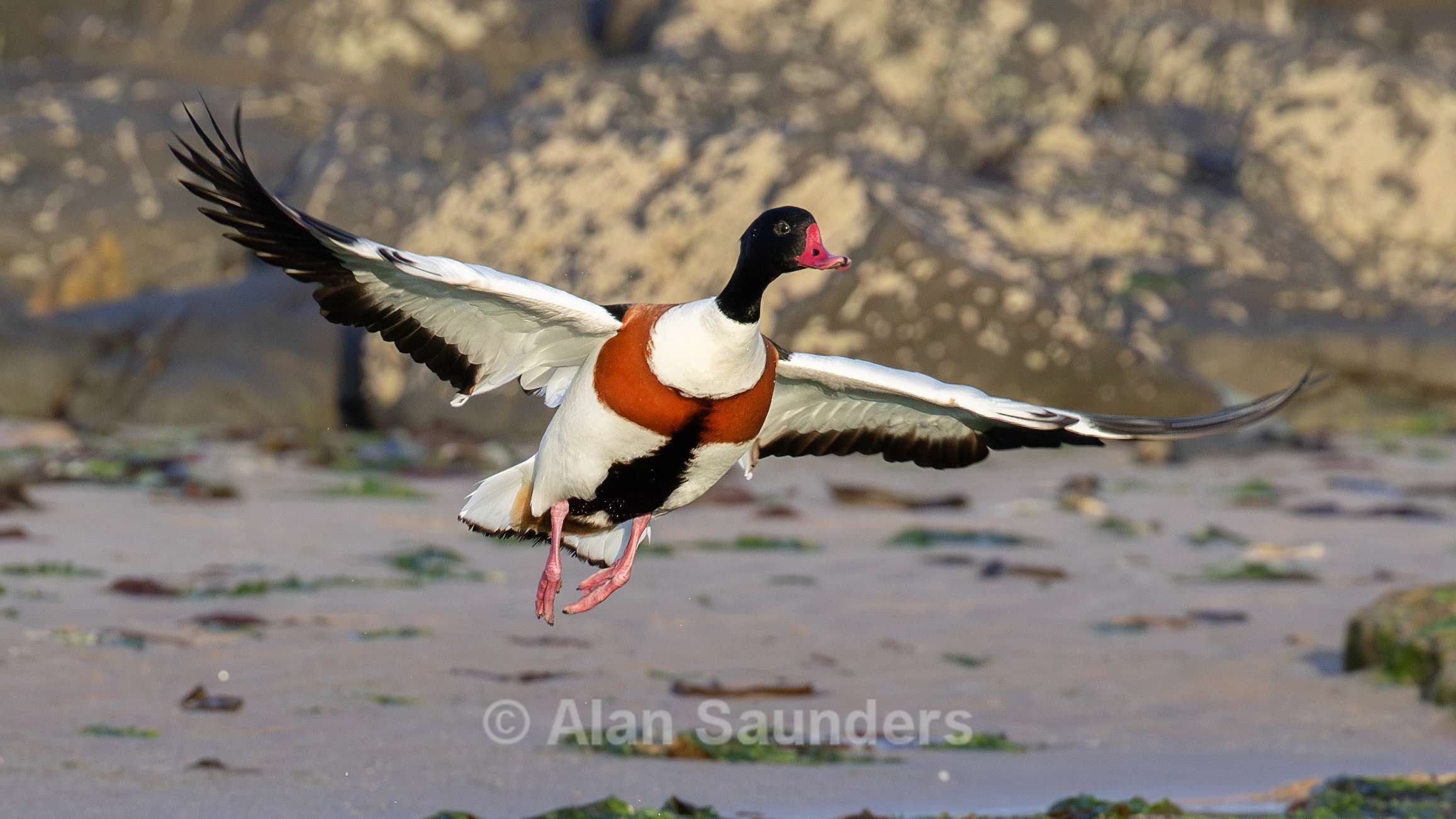 Shelduck 3