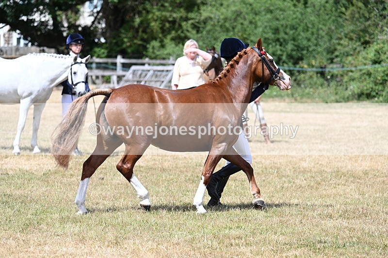 WJ7_1568 - Class 4 Prettiest Mare up to 14.2hh in hand