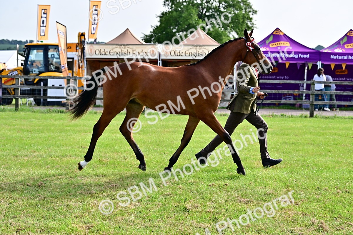SBM_00125 - Class 46-49 - Arab and Part Bed-Anglo Arab In Hand