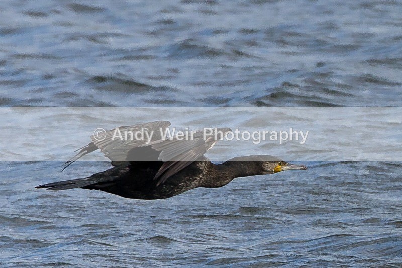 20120428-_MG_9690 - Cormorant