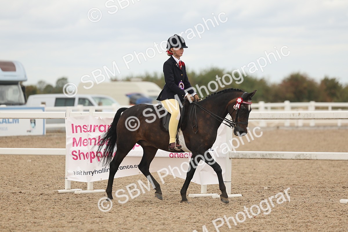 SBM_16096 - Class 311 - Ridden Show pony-Show hunter Pony
