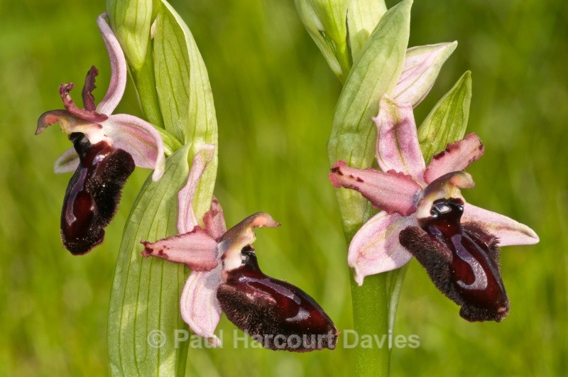 Siponto Ophrys (Ophrys sipontensis) an orchid endemci to the Gargano penisula, - Orchids - Ophrys
