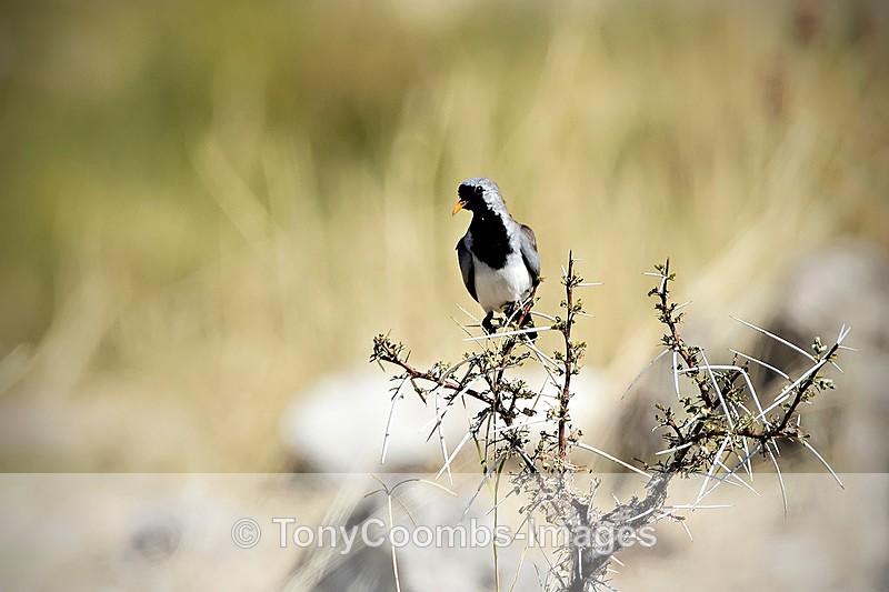 Namaqua Dove - Etosha National Park ~ Birds