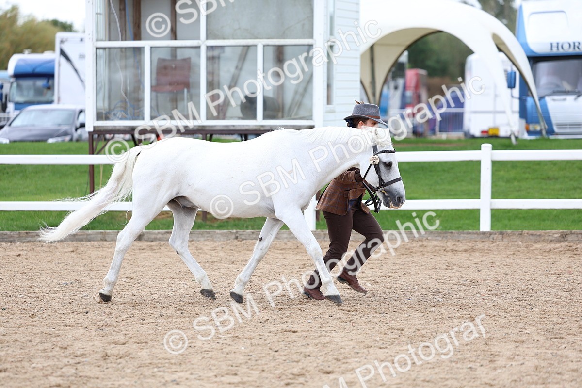 SBM_05110 - Class 27 - IH Competition Horse or Pony