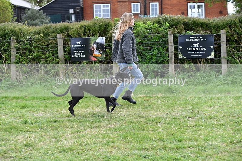 WJ5_9135 - Class 1 Best Cross Breed / Heniz 57