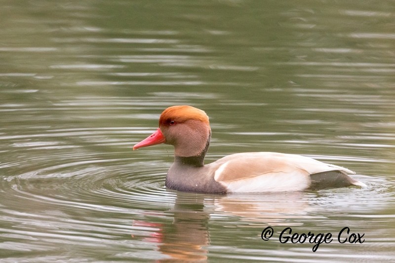Pochard at Attenborough - Attenborough Nature Reserve