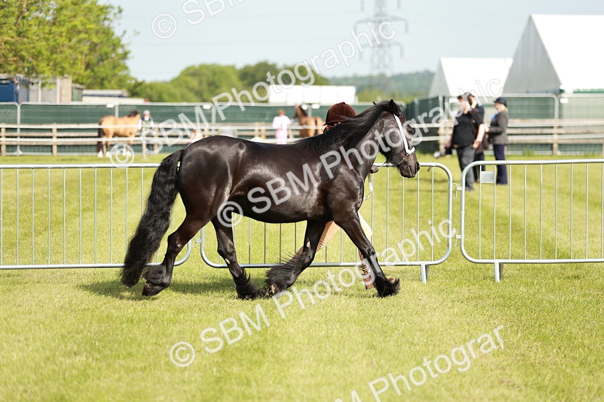 SBM_00888 - Class 14-23 - Mountain & Moorland In Hand Non Welsh