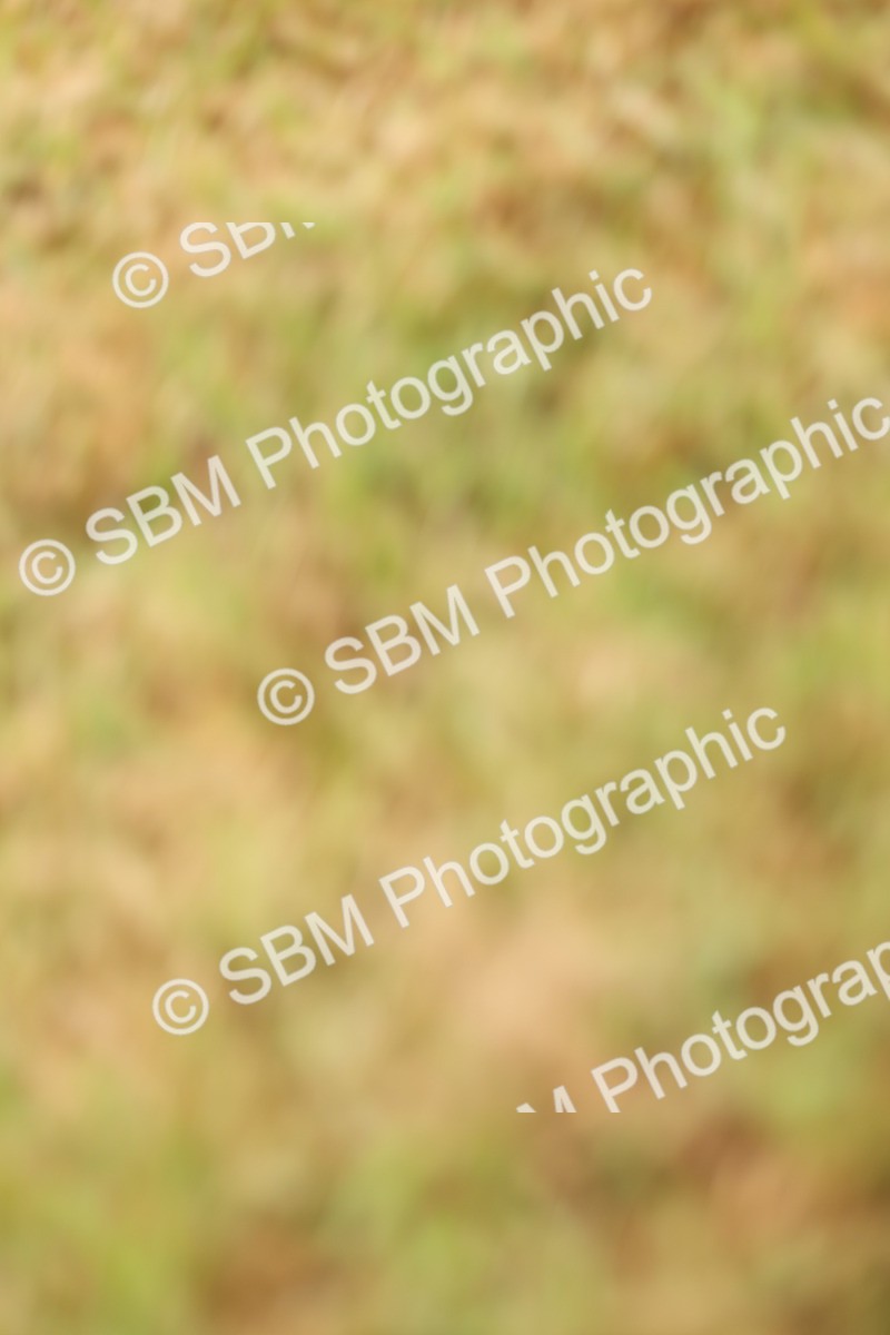 SBM_04959 - Class 50-57 - M&M Welsh Pony In Hand