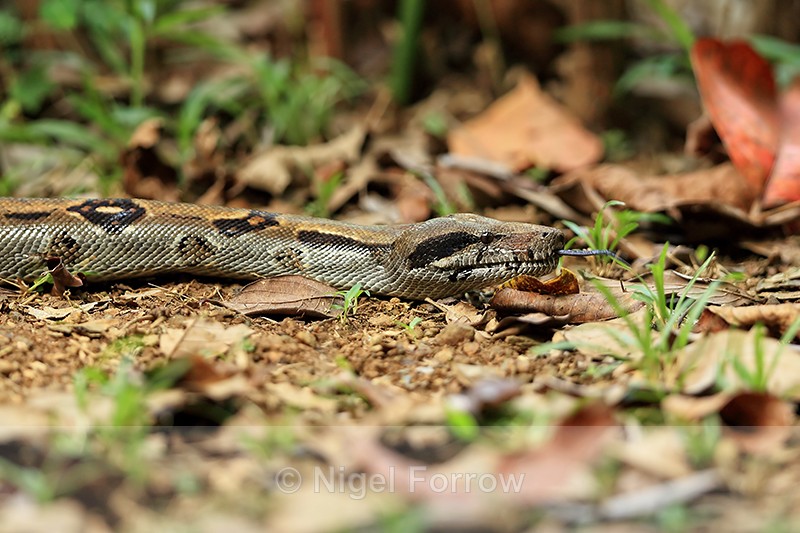 Boa Constrictor, Osa Peninsula, Costa Rica - REPTILES & AMPHIBIANS