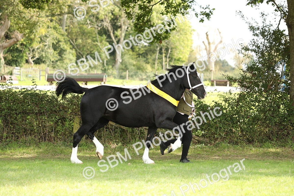 SBM_66302 - In Hand Pony & Youngstock Supreme Championship
