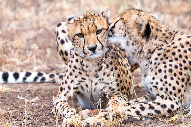 Cheetah Clean 7