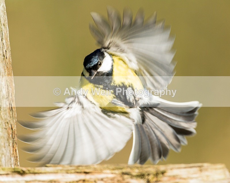 20121021-_MG_1067 - Great Tit