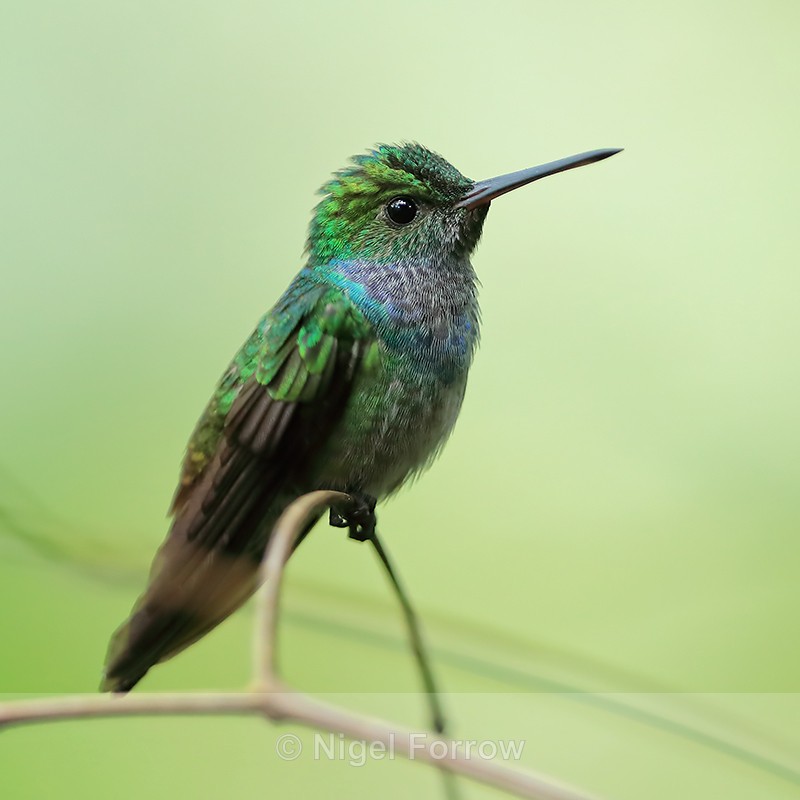 Blue-chested Hummingbird perched, Panama - Blue-chested Hummingbird