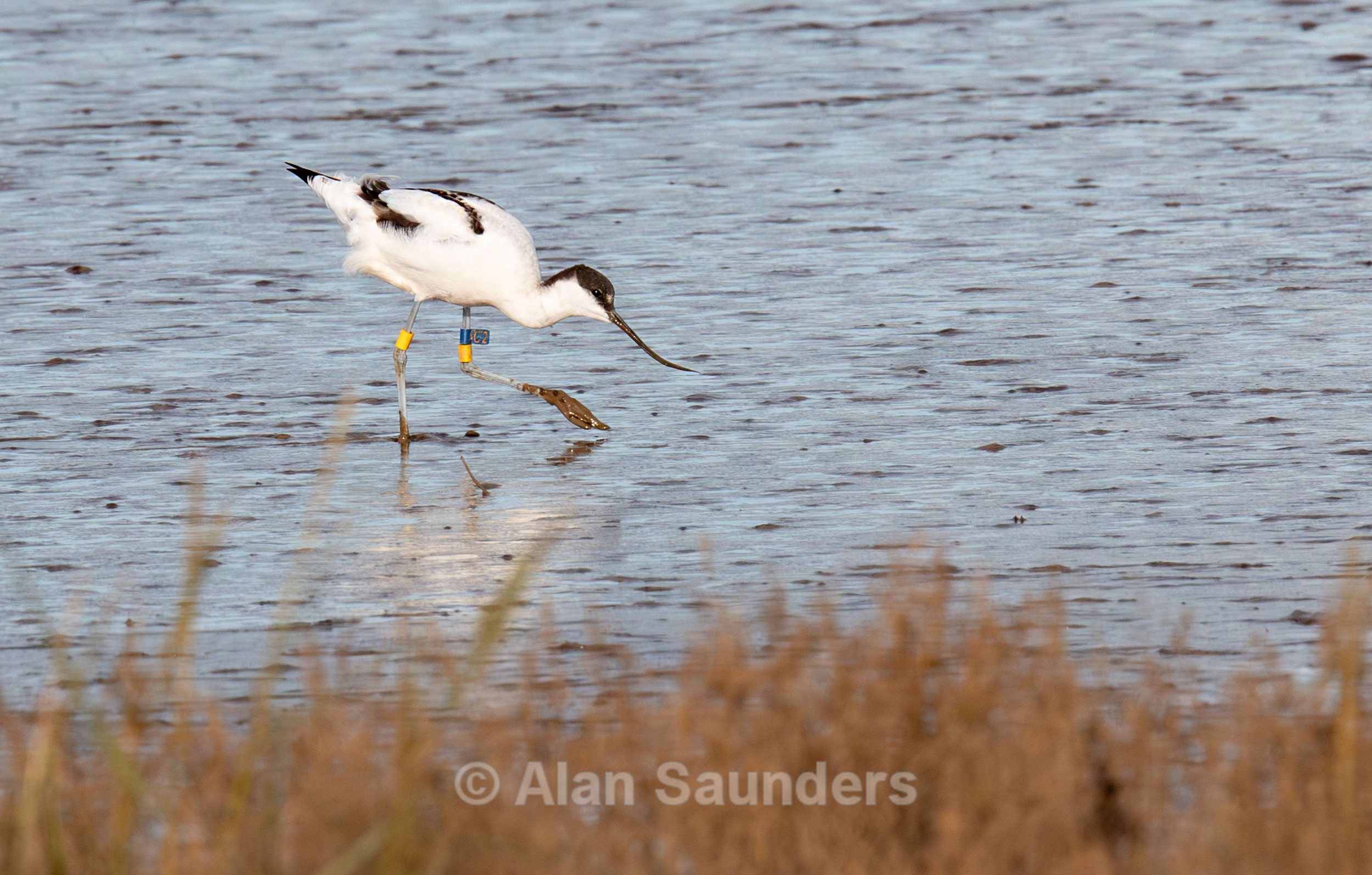 Pied Avocet 4