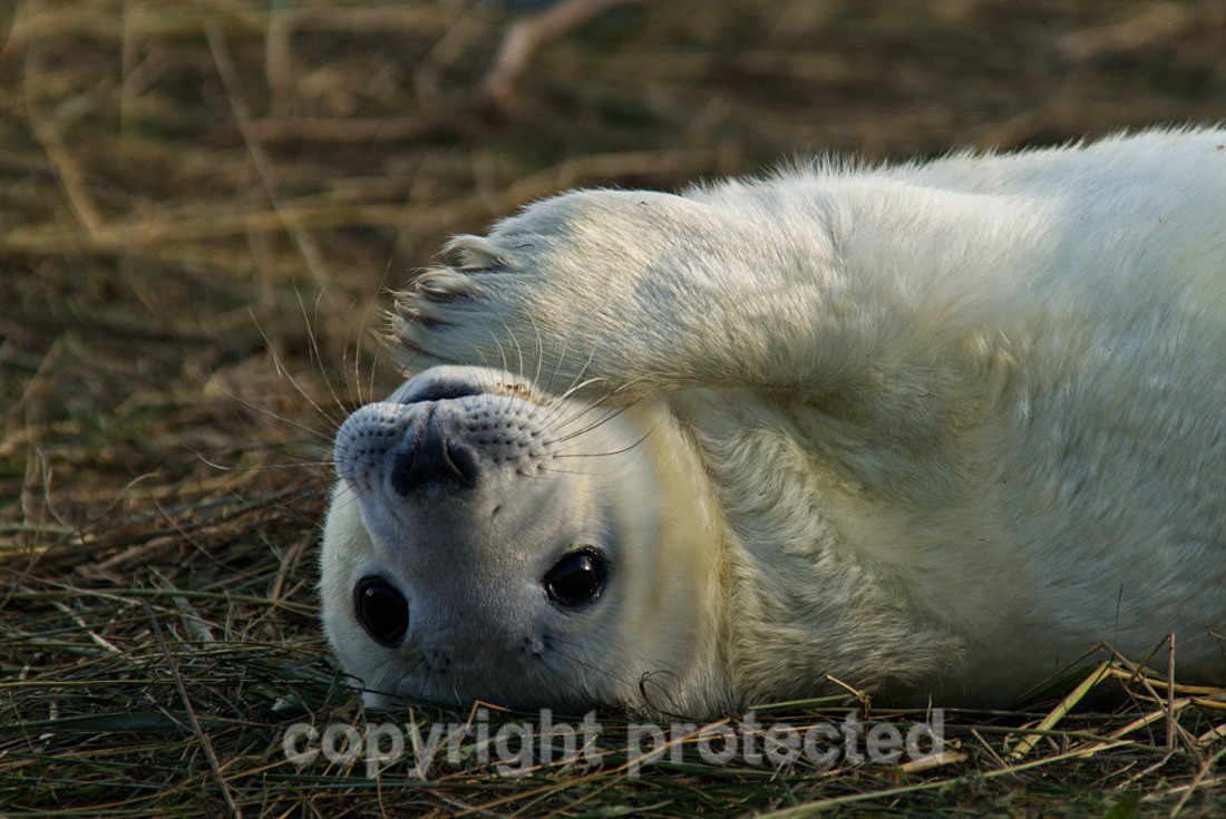 Grey Seal Pup - Donna Nook - Lincolnshire - Mammals