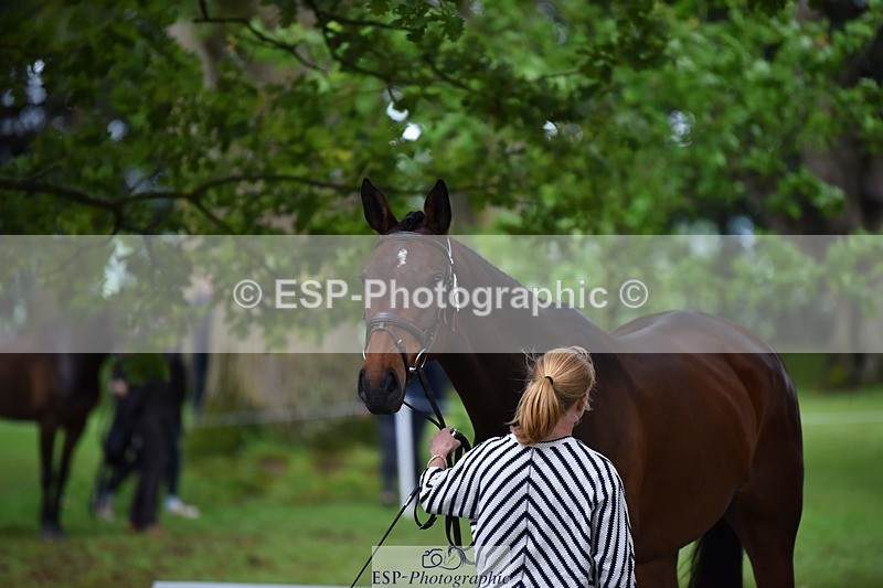 240522-170144-01333 - 274-JACK_OF_CLUBS-Rosalind_Canter