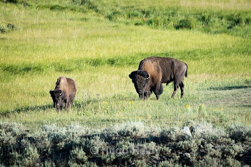  - Yellowstone