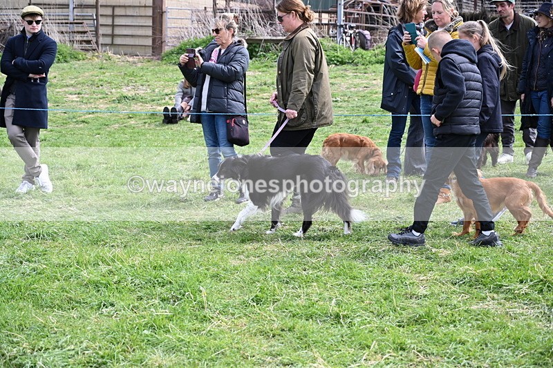 WJ6_8787 - Class 8 Best Working / Gun Dog or Bitch