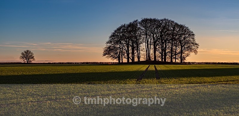 Spinney - Yorkshire Countryside