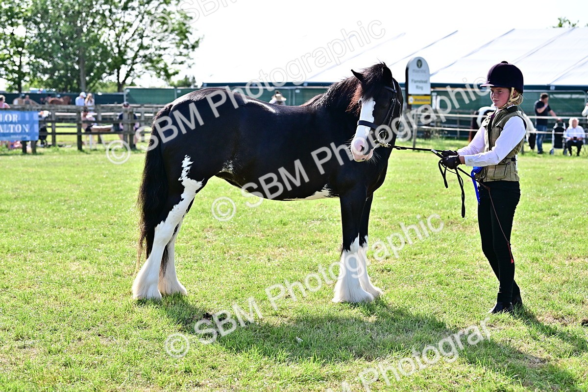SBM_10180 - Class 63-65 - Traditional Gypsy Cobs In Hand & Ridden