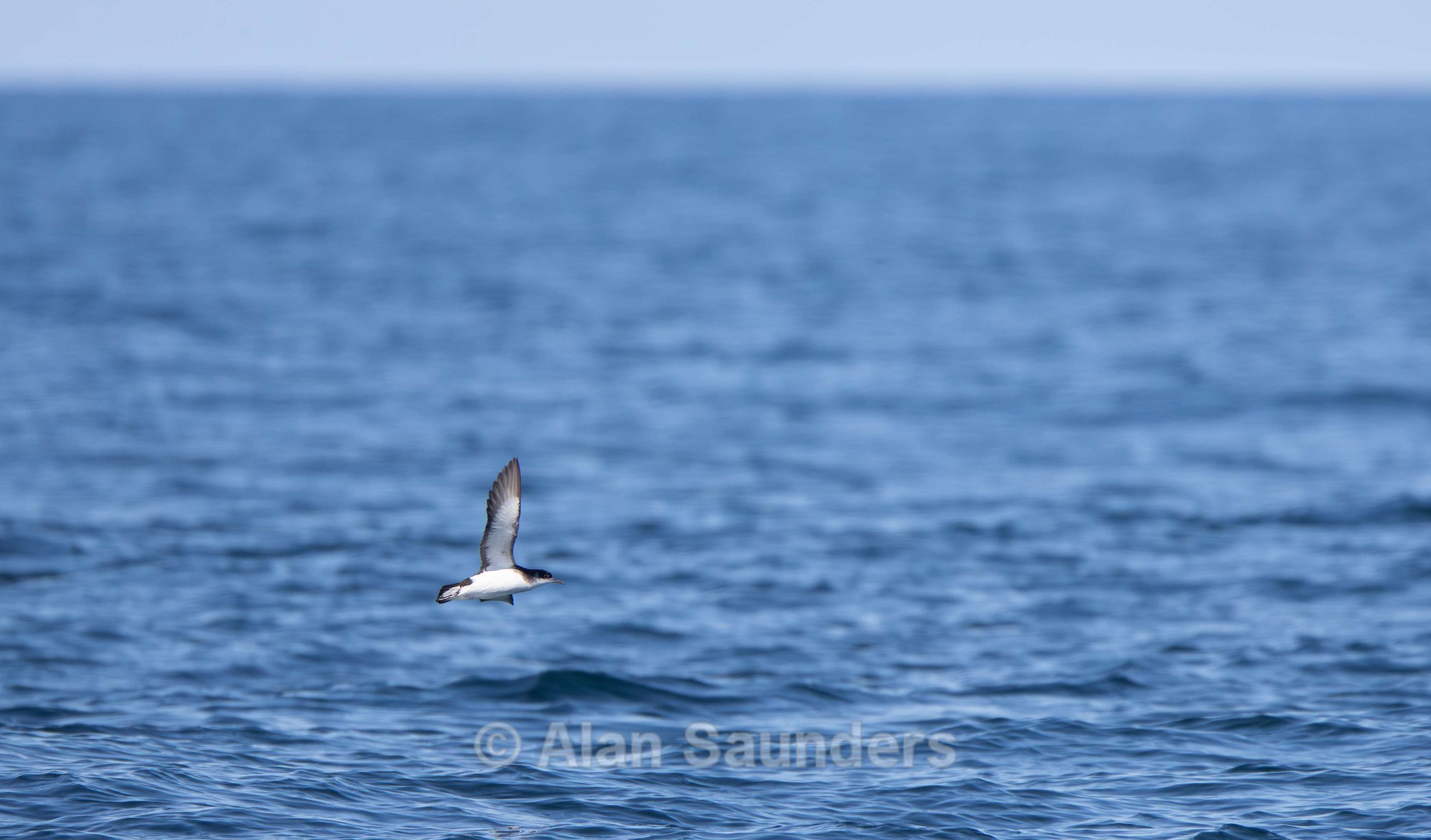 Manx Shearwater 1