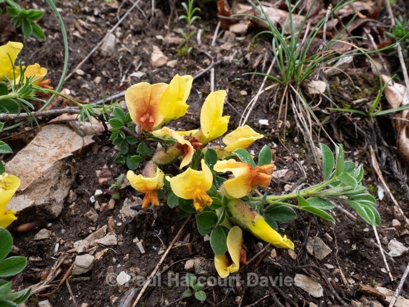 Yellow restharrow (Ononis striata) - Wild Flowers - 2