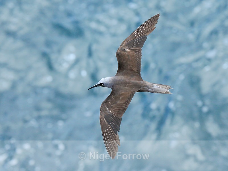 Black Noddy in flight, Holei Sea Arch, Hawaii - Black Noddy