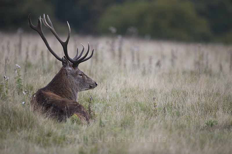 _H5X8678 Red Deer 'Rut' 2015 - New Deer Rut  2015