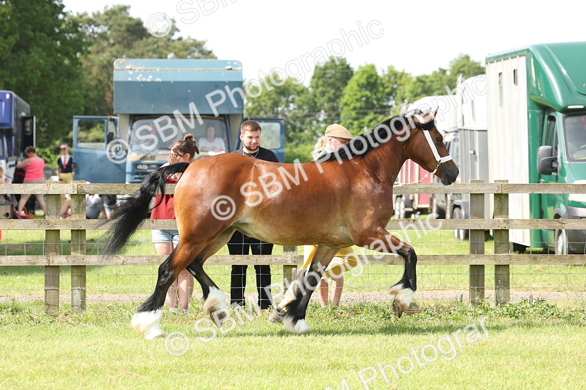 SBM_02365 - Class 6-13 - Mountatin and Moorland In Hand Welsh Breeds