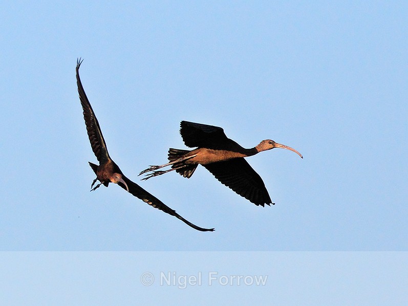 Two Glossy Ibis in flight over Stanpit Marsh - Glossy Ibis