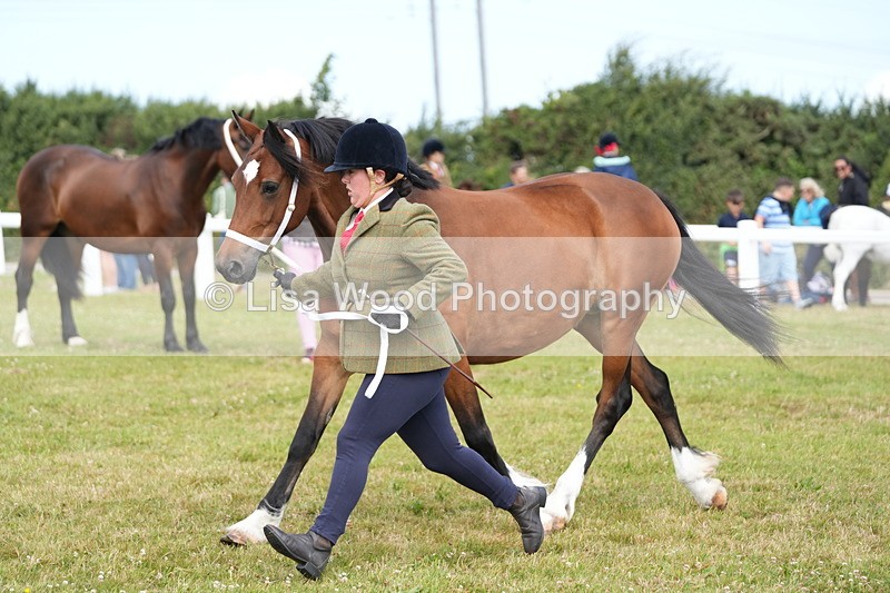 DSC05786 - Class 51: NPS M&M 4 years and over Large Breeds