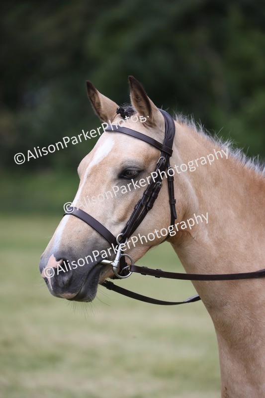 20260614-2164 - Class 21 - Novice Working Hunter Pony
