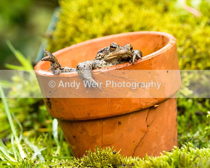 20140405-3K8A0040 - Frogs & Toads