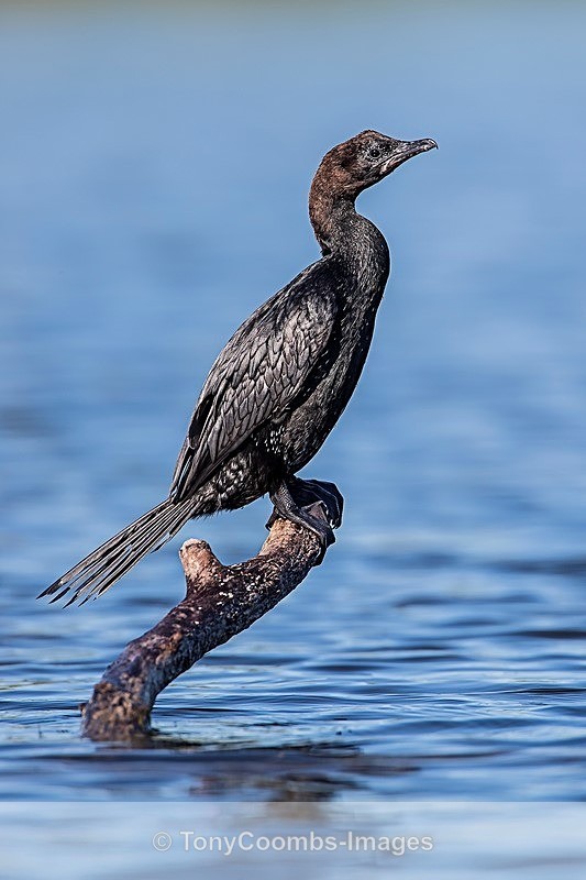 Pygmy Cormorant - Danube Delta