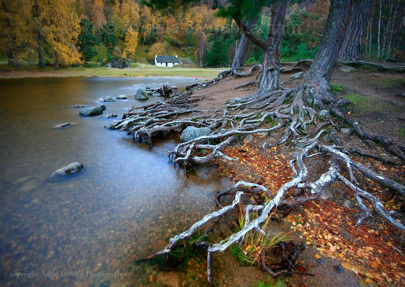 Cottage in the Woods - Highlands of Scotland