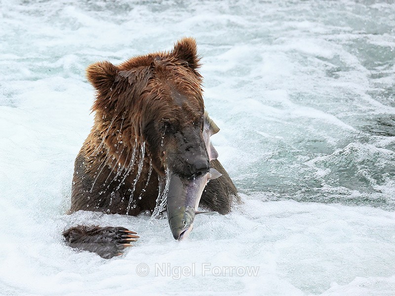 Brown Bear surfaces with salmon after snorkelling, Brooks Falls - Brown Bear