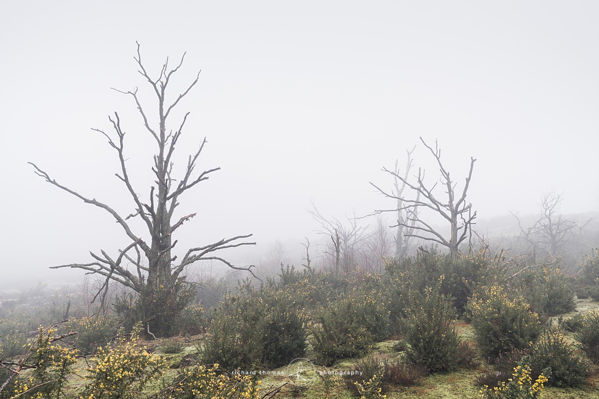  - Charred Mist