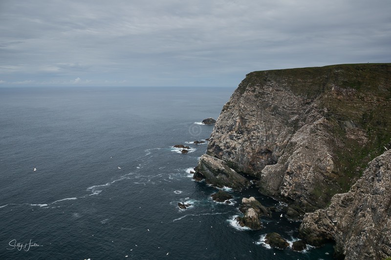 Gannet Cliffs 2 - Landscapes