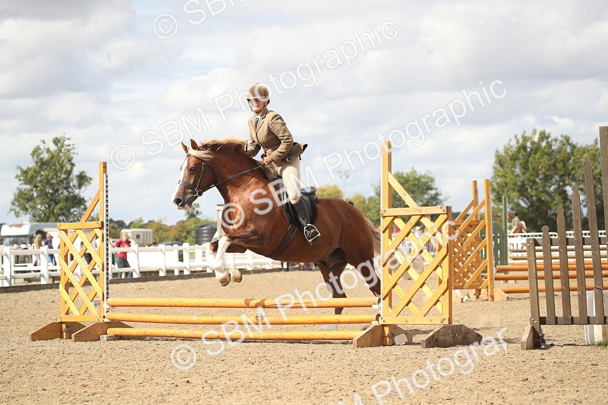 SBM_14550 - Class 505a - M&M Working Veteran - 50cm (15-19)