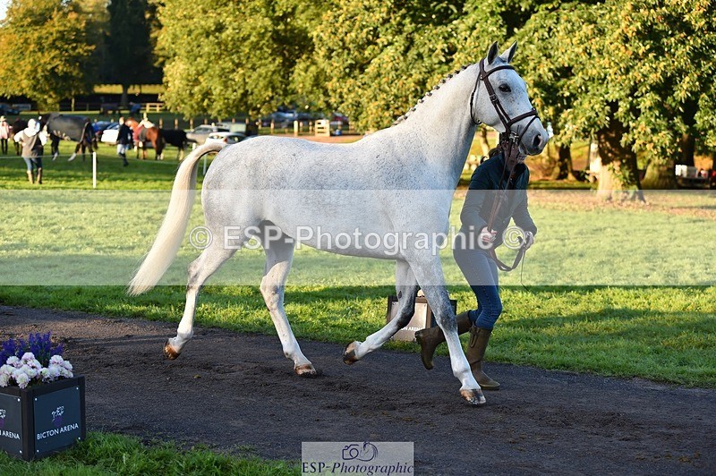 231022-084642-21350 - 631-BRIGHT.RINCO-Maisie.Morgan-TrotUp+SJ