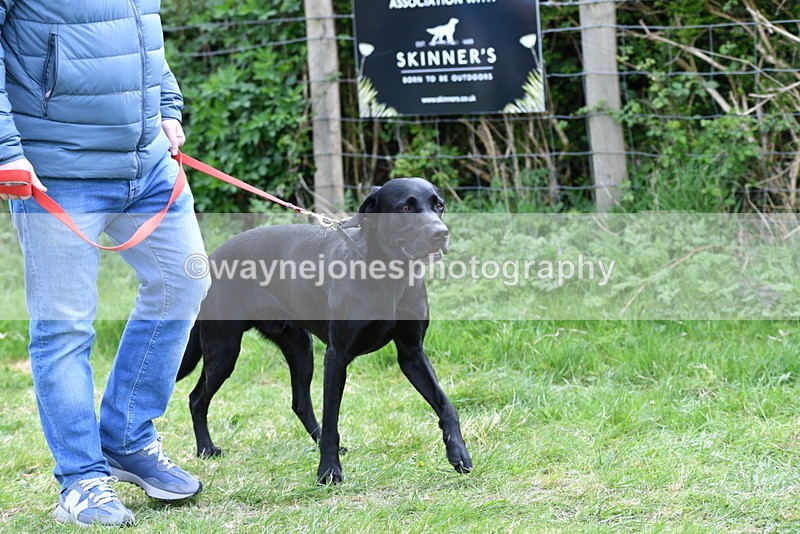 WJ5_9488 - Class 3 Most Handsome Dog
