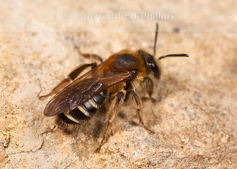 Andrena dorsata (f)