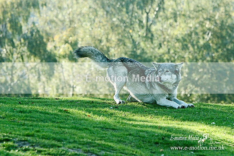 Nature-17 - Nature