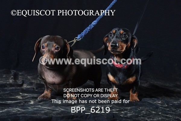 BPP_6219 - LESLEY GRANGER DOGS