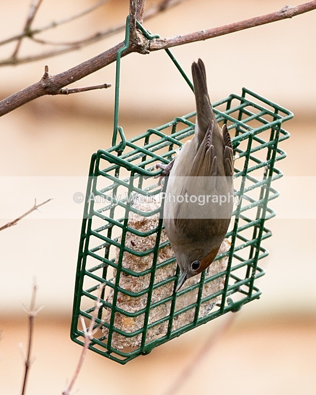 20090110-021 - Warblers