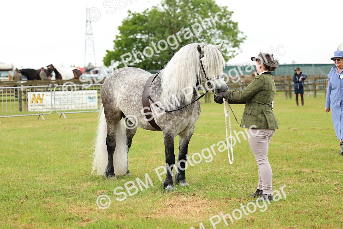 SBM_00498 - Class 58-67 - M&M Non Welsh Pony In hand
