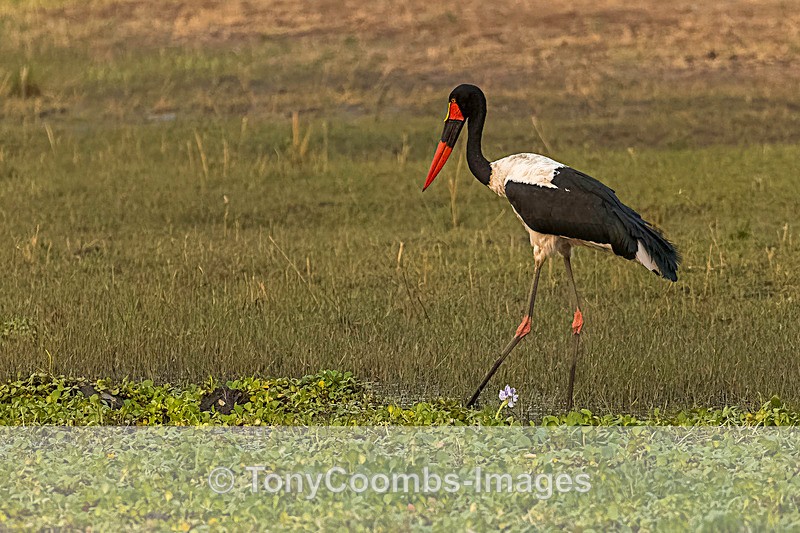 Saddlebill Stork - Mana Pools ~ The Birds