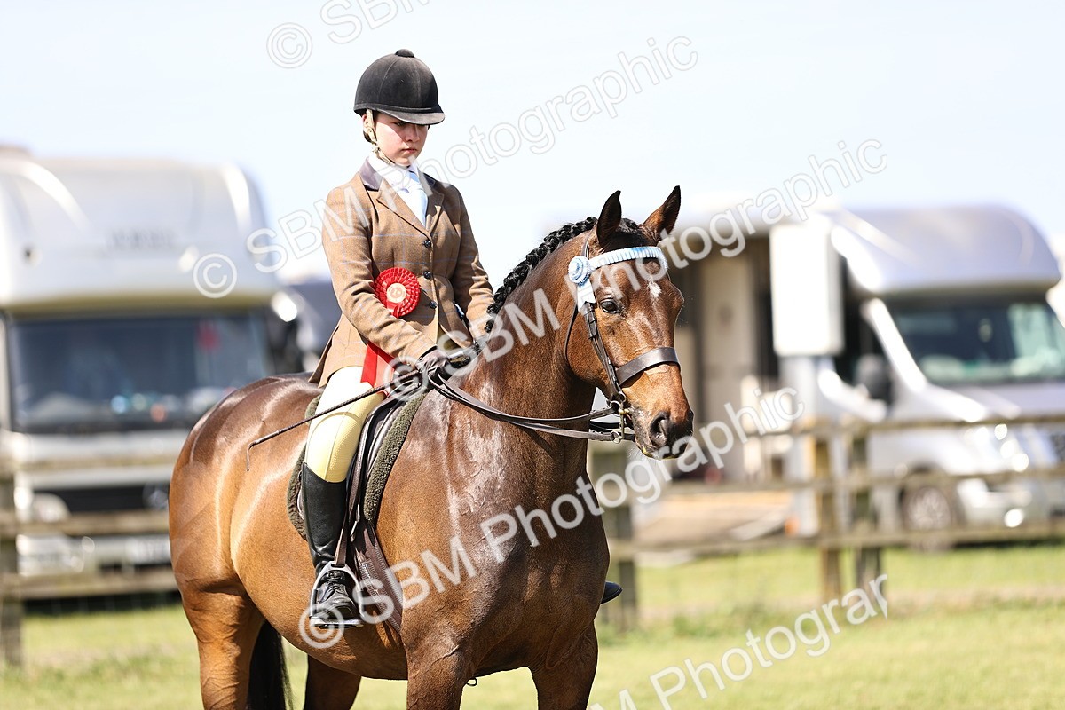 SBM_13079 - Class 75-76 LIHS BSHA Rising Star Hack Riding Horse
